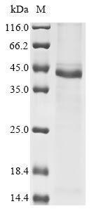 Greater than 85% as determined by SDS-PAGE.Recombinant Human Coronavirus Hku1 Spike Glycoprotein (S) Protein (His&Myc)