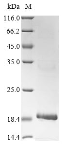 Greater than 85% as determined by SDS-PAGE.Recombinant Pacifastacus Leniusculus Astakine Protein (His&Myc)