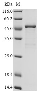 Greater than 85% as determined by SDS-PAGE.Recombinant Apis Mellifera Venom Acid Phosphatase Acph-1 Protein (His&Myc)