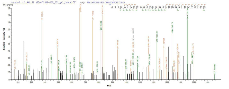 Based on the SEQUEST from database of E.coli host and target protein, the LC-MS/MS Analysis result of this product could indicate that this peptide derived from E.coli-expressed Homo sapiens (Human) CT83.Recombinant Human Kita-Kyushu Lung Cancer Antigen 1 (CT83) Protein (His-B2M)
