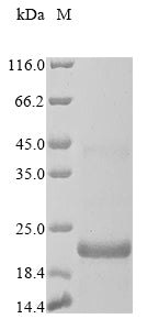 Greater than 85% as determined by SDS-PAGE.Recombinant Pan Troglodytes Beta-Defensin 106A (DEFB106A) Protein (His-KSI)