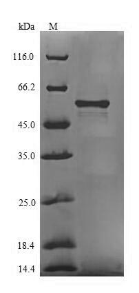 Greater than 85% as determined by SDS-PAGE.Recombinant Bacteroides Fragilis Chaperone Protein Htpg (HTPG) Protein (His-SUMO&Myc)