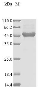 Greater than 85% as determined by SDS-PAGE.Recombinant Human Breast Cancer Metastasis-Suppressor 1-Like Protein (BRMS1L) Protein (His)