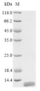 Greater than 85% as determined by SDS-PAGE.Recombinant Human Mucin-21 (MUC21)