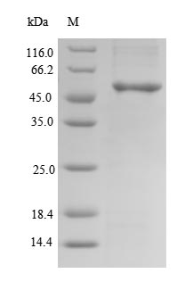 Greater than 90% as determined by SDS-PAGE.