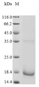 Greater than 90% as determined by SDS-PAGE.Recombinant Human Protein Fam72A (FAM72A) Protein (His)