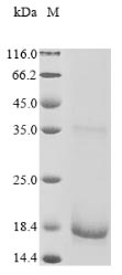 Greater than 85% as determined by SDS-PAGE.Recombinant Human Protein Fam72A (FAM72A)
