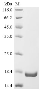 Greater than 90% as determined by SDS-PAGE.Recombinant Human Anoctamin-1 (ANO1) Protein (His&Myc)