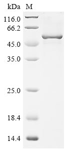 Greater than 85% as determined by SDS-PAGE.