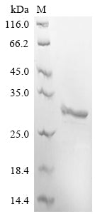 Greater than 85% as determined by SDS-PAGE.