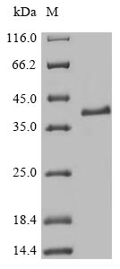 Greater than 85% as determined by SDS-PAGE.Recombinant Mouse Transcription Factor Mafk (MAFK) Protein (His-SUMO&Myc)