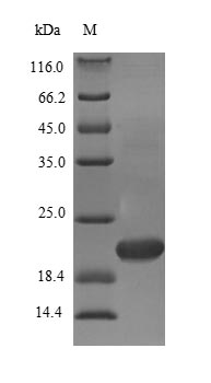 Greater than 90% as determined by SDS-PAGE.Recombinant Mouse Transcription Factor Mafk (MAFK) Protein (His&Myc)