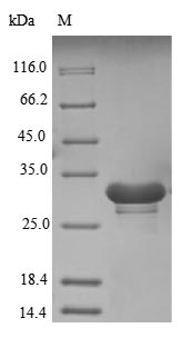 Greater than 85% as determined by SDS-PAGE.Recombinant Human U1 Small Nuclear Ribonucleoprotein 70 Kda (SNRNP70) Protein (His)