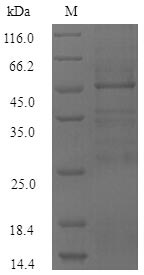 Greater than 90% as determined by SDS-PAGE.