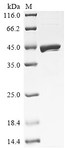 Greater than 90% as determined by SDS-PAGE.Recombinant Rat Dihydroorotate dehydrogenase (DHODH) Protein (His)