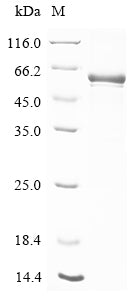 Greater than 85% as determined by SDS-PAGE.Recombinant Mouse Cytochrome P450 3A16 (CYP3A16) Protein (His)