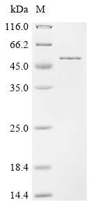 Greater than 90% as determined by SDS-PAGE.Recombinant Hordeum Vulgare Nucleotide Pyrophosphatase/Phosphodiesterase (NPP) Protein (His&Myc)