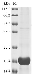 Greater than 85% as determined by SDS-PAGE.Recombinant Cat Appetite-Regulating Hormone (GHRL) Protein (His-KSI)