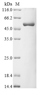Greater than 90% as determined by SDS-PAGE.