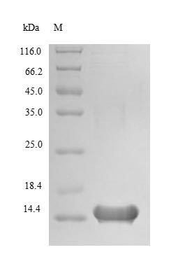 Greater than 85% as determined by SDS-PAGE.