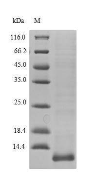 Greater than 90% as determined by SDS-PAGE.