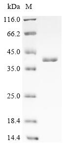 Greater than 90% as determined by SDS-PAGE.Recombinant Human Er Membrane Protein Complex Subunit 10 (EMC10) Protein (His-SUMO)