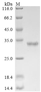Greater than 90% as determined by SDS-PAGE.Recombinant Human Er Membrane Protein Complex Subunit 10 (EMC10) Protein (His&Myc)