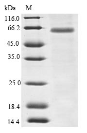Greater than 90% as determined by SDS-PAGE.Recombinant Human Myomegalin (PDE4DIP) Protein (GST)