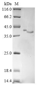 Greater than 85% as determined by SDS-PAGE.