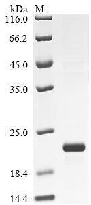 Greater than 90% as determined by SDS-PAGE.Recombinant Rat Interleukin-17A (IL17A) Protein (His)