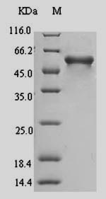 Greater than 90% as determined by SDS-PAGE.