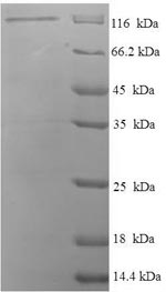 Greater than 90% as determined by SDS-PAGE.