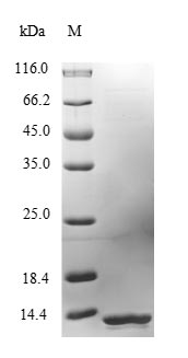 Greater than 90% as determined by SDS-PAGE.Recombinant Mouse Lymphocyte Antigen 6E (LY6E) Protein (His&Myc)