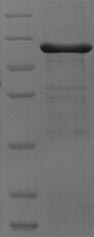 Greater than 90% as determined by SDS-PAGE.Recombinant Mouse All-trans-retinol dehydrogenase [NAD (ADH7) Protein (His-SUMO)