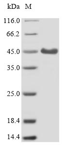 Greater than 85% as determined by SDS-PAGE.Recombinant Mouse Complement Component Receptor 1-Like Protein (CR1L) Protein (His)