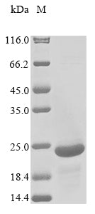 Greater than 85% as determined by SDS-PAGE.Recombinant African Swine Fever Virus Envelope Protein P54 Protein (His)