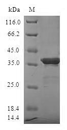 Greater than 90% as determined by SDS-PAGE.Recombinant Human Small Ubiquitin-Related Modifier 4 (SUMO4) Protein (GST)