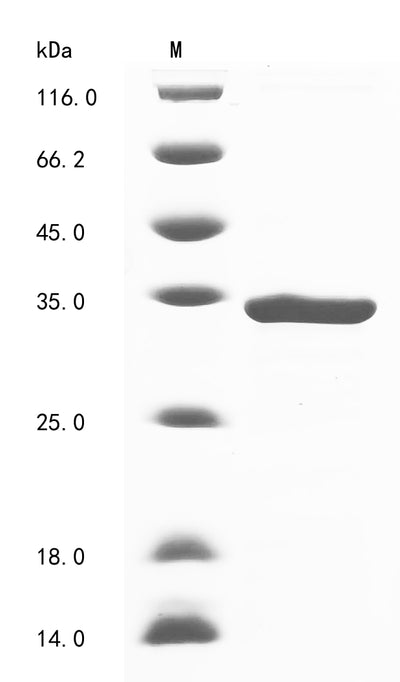 Greater than 90% as determined by SDS-PAGE.