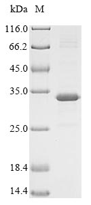 Greater than 85% as determined by SDS-PAGE.Recombinant Rat Meteorin-Like Protein (METRNL) Protein (His)