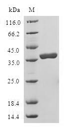 Greater than 90% as determined by SDS-PAGE.Recombinant Human Late Cornified Envelope-Like Proline-Rich Protein 1 (LELP1) Protein (GST)