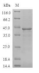 Greater than 90% as determined by SDS-PAGE.Recombinant Human Bcl-2-Like Protein 15 (BCL2L15) Protein (GST)
