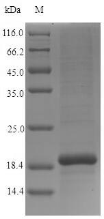 Greater than 90% as determined by SDS-PAGE.Recombinant Human Cystatin-9 (CST9) Protein (His)