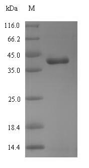 Greater than 90% as determined by SDS-PAGE.Recombinant Chicken (RHOT1) Protein (His-SUMO)