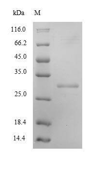 Greater than 90% as determined by SDS-PAGE.Recombinant Mouse Kallikrein-8 (KLK8) Protein (His)