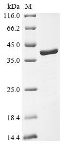 Greater than 90% as determined by SDS-PAGE.Recombinant Mouse U1 Small Nuclear Ribonucleoprotein A (SNRPA) Protein (His&Myc)