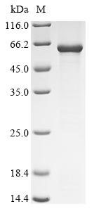 Greater than 85% as determined by SDS-PAGE.
