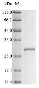 Greater than 85% as determined by SDS-PAGE.Recombinant Mouse Killer Cell Lectin-Like Receptor 3 (KLRA3) Protein (His)