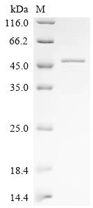 Greater than 85% as determined by SDS-PAGE.Recombinant Mouse Calpain-3 (CAPN3) Protein (His)