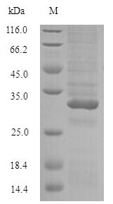 Greater than 90% as determined by SDS-PAGE.Recombinant Arachis Hypogaea Conglutin Protein (His-SUMO)