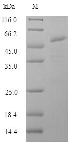 Greater than 90% as determined by SDS-PAGE.Recombinant Influenza A Virus Hemagglutinin (HA) Protein (His-SUMO)